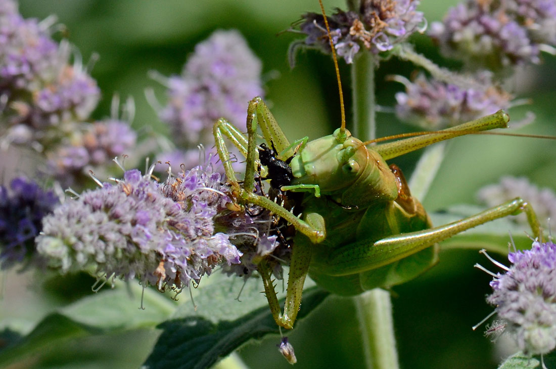 Tettigonia cantans che sgranocchia un Cerambicidae